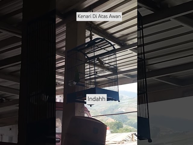 Kenari Di Atas Awan