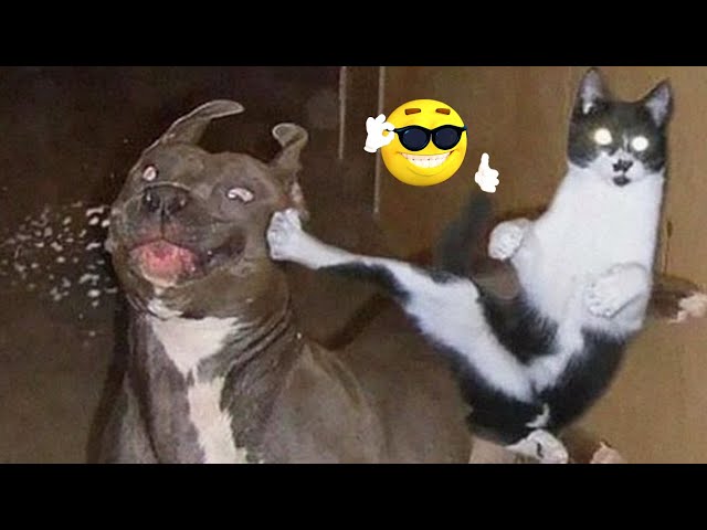 funny animal videos - funny animals 2022 - best animal videos , funny cats - animali divertentissimi