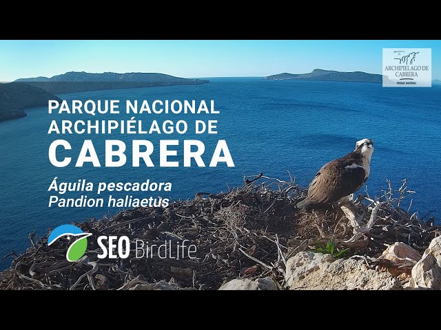 NIDO DE ÁGUILA PESCADORA - P.N. Archipiélago de Cabrera - 🔴 DIRECTO - LIVE Osprey Spain