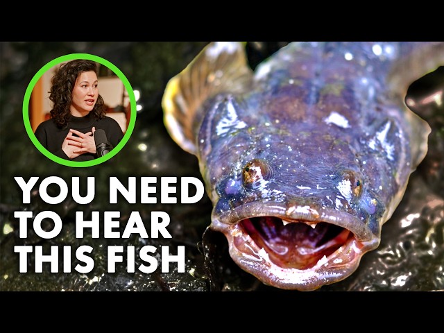 This fish SINGS and it's incredible