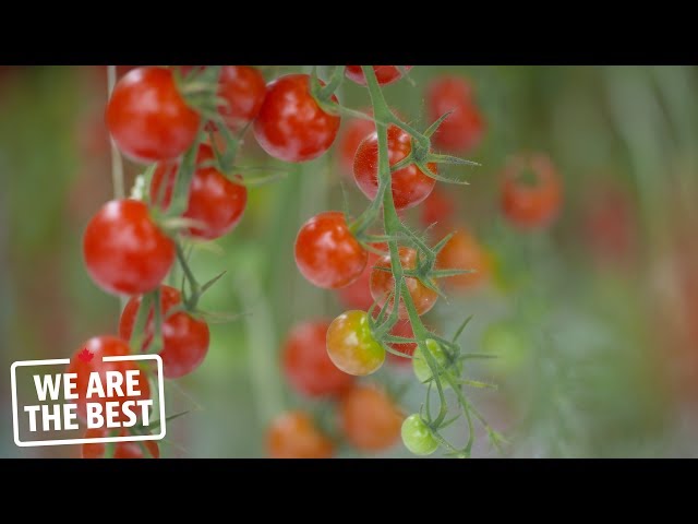 Leamington greenhouse tomatoes: sweet and tasty agricultural innovation | We Are The Best