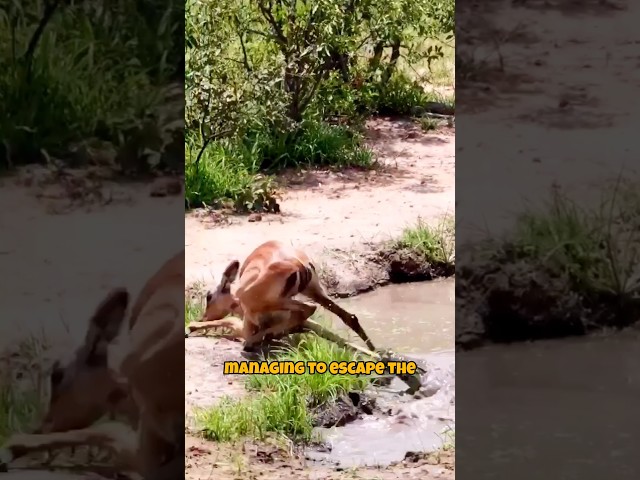 Heartbreaking Twist: Impala Escapes Crocodile, Only to Face a Leopard