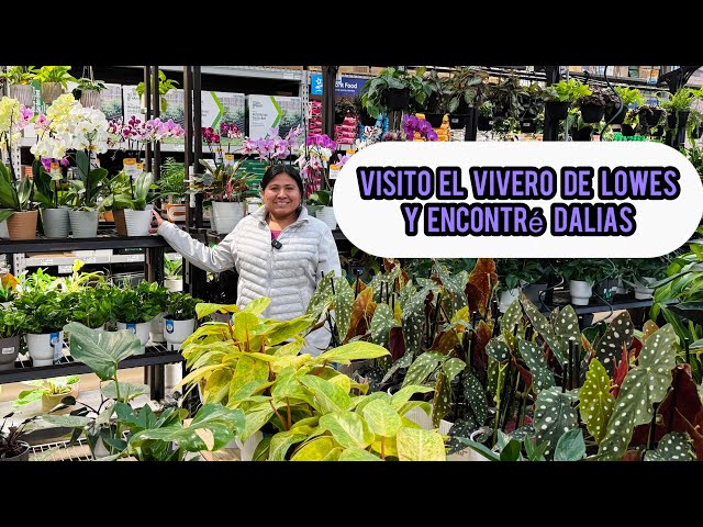 VISITO EL VIVERO DE LOWES  encontré dalias y muchas plantas hermosas