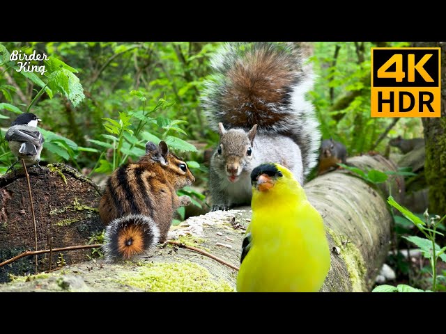 Cat TV for Cats to Watch 😺 Funny and Cute Birds and Squirrels 🐦🐿️ 8 Hours(4K HDR)