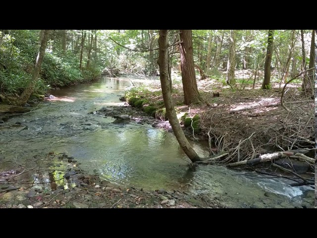 Babbling Brook Full HD