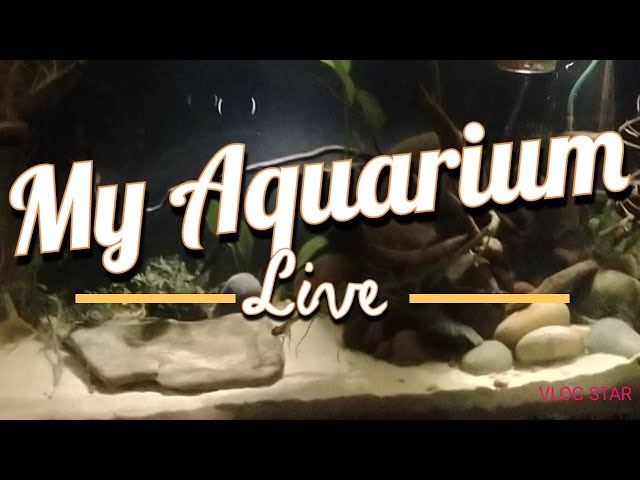 My Aquarium - Live 2/21/25