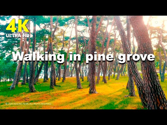 Walking in the 10,000 pine trees forest | Relaxing Music | Stress Relief