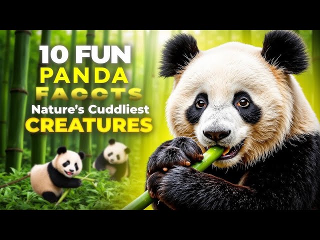 Panda Tales: 10 Fun Facts About Nature's Cuddliest Creatures