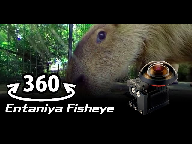 360 VR : Animal Capybara：Entaniya Fisheye 280