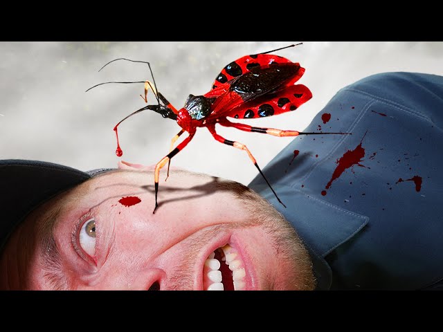 Bitten by an Assassin Bug!