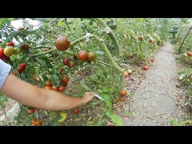 Tomato Garden 360