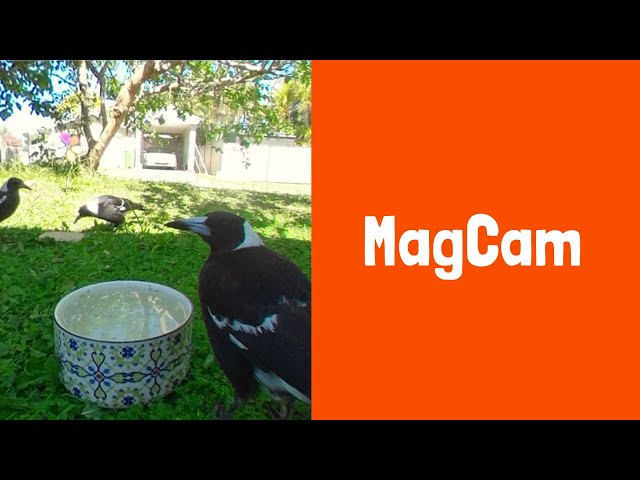 MagCam 360° | 11 August 2021