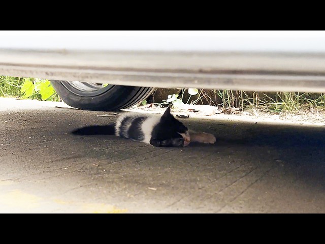 The injured kitten curled up under the car, shivering. after rescued, he saw the light again ❤