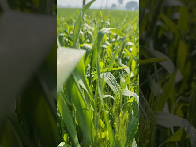 My Village Greenery #village #shorts #field #greenery #nature #naturelovers