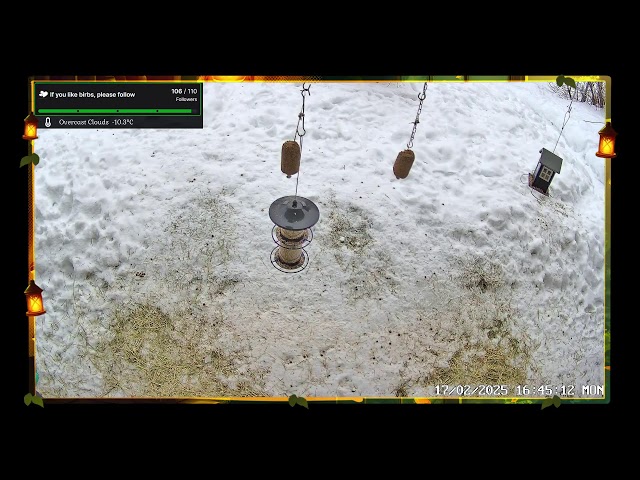 Live from the Santa's bird feeder