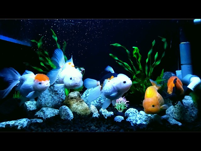 The Best 4K Aquarium with Tropical Fish and Relaxing Sounds for Stress Relief