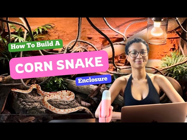 How To Build A: Corn Snake Enclosure | EVERYTHING YOU NEED