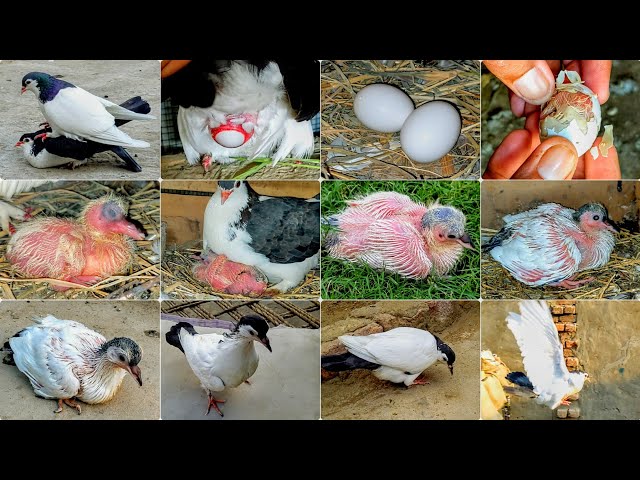 I Hatched a baby from a Pigeon,s egg | Pigeon baby Growth 1 to 27 days Progress