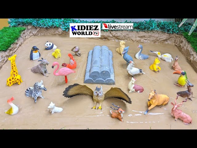 Cutest Animals in the World: Mud Edition | Animals Live Stream