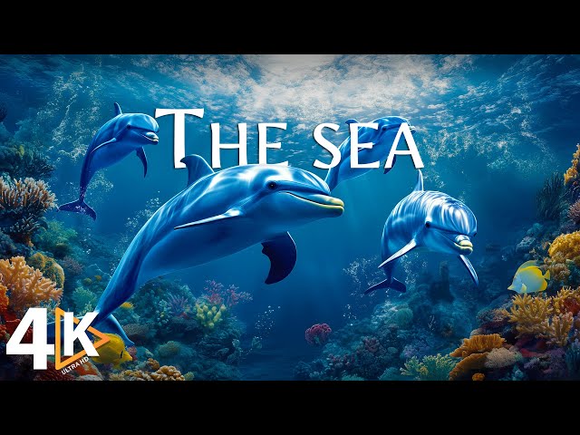 WONDERS OF THE SEA 4K UHD • Scenic Wildlife Film With Relaxing Music