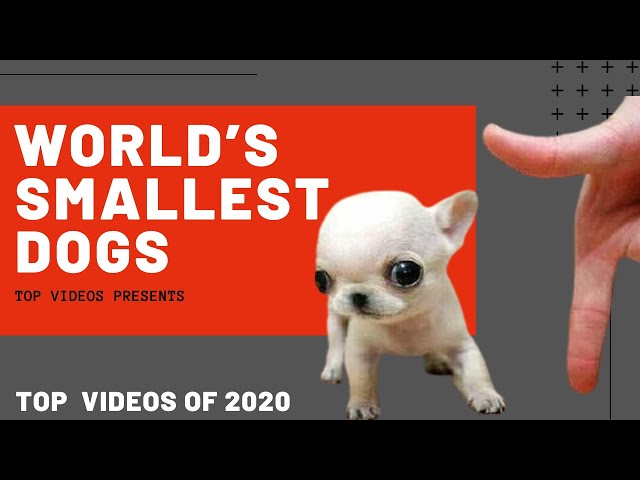 World’s SMALLEST Dogs OMG ! Cute Puppy Alert!