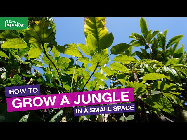 How to grow a TROPICAL JUNGLE in a small garden