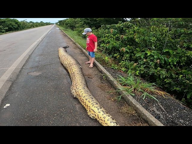 FISHING ON THE ROAD, IT WAS A SCARE! Giant anaconda anaconda!