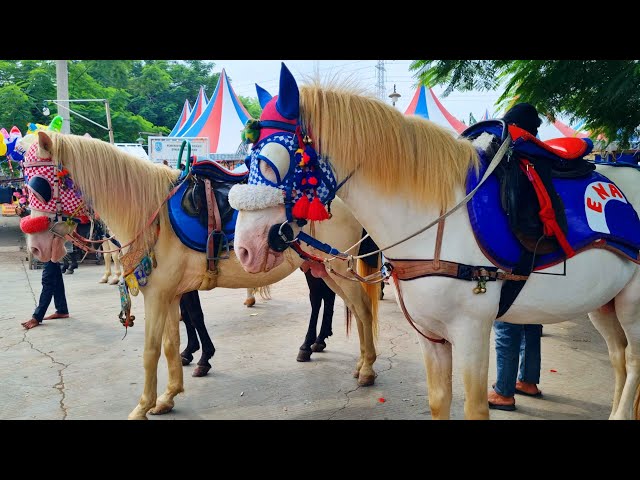 KUDA 🐴 DUA MATA SAYA 🐸 NAIK DELMAN ISTIMEWA KU DUDUK DIMUKA I LAGU MEDLEY SATU2 AKU SAYANG IBU