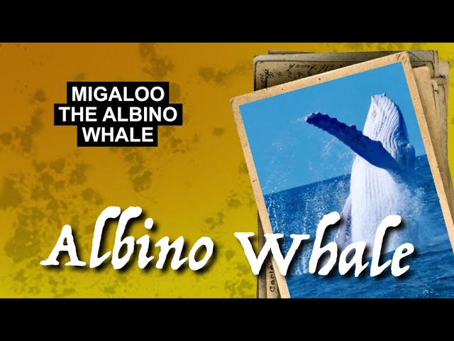 Migaloo the Albino Whale