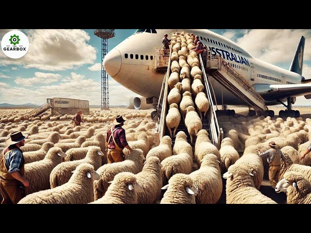 2.5M Livestock Machines Revolutionizing US Farming  - Transport 10M Sheep | Agriculture Technology