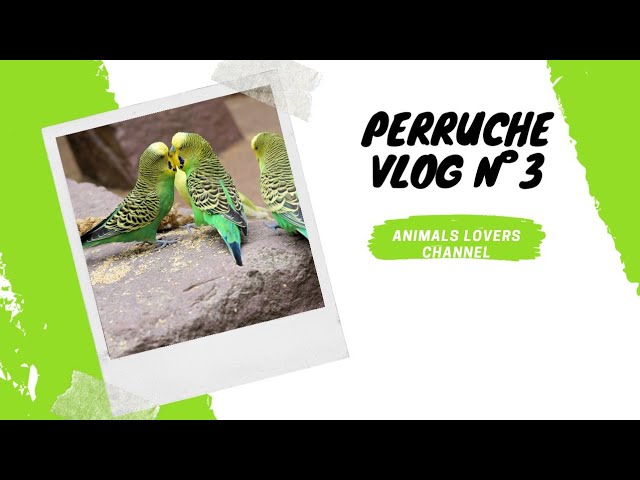 budgie vlog N°3 December 8, 2020