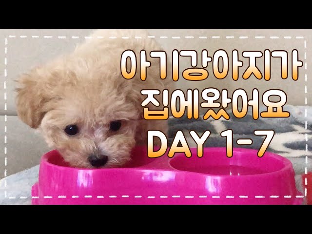 [ENG] 강아지 입양 첫날부터 일주일 I 아기강아지 키우기 전 준비 I TOY POODLE PUPPY