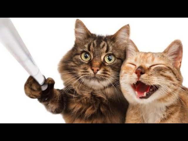 😾Cat Angry With Her Kittens | Funny Cats | Not Try To Lough