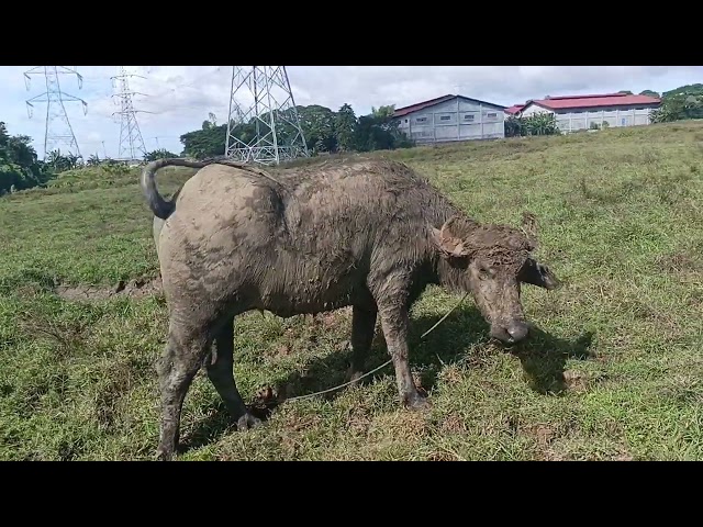 Carabao covered with dry mud