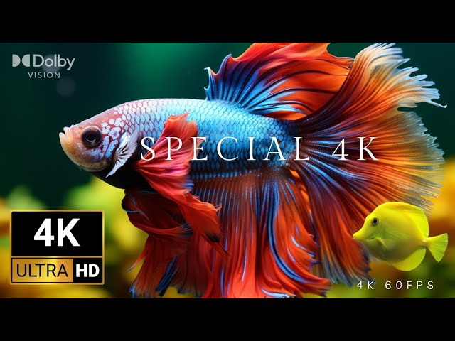 Exotic Fish in Stunning Aquariums | 4K HDR 60FPS