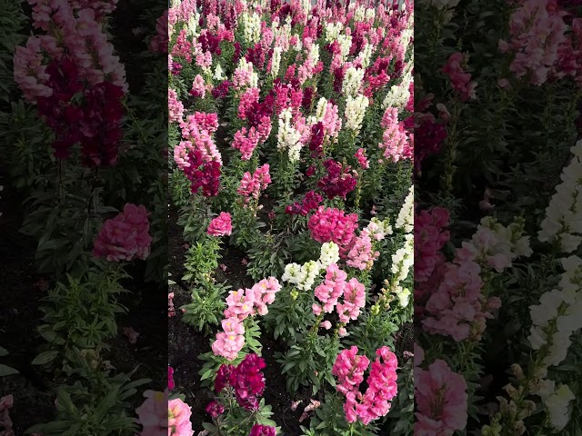 Beautiful flowers ASMR Calming Nature