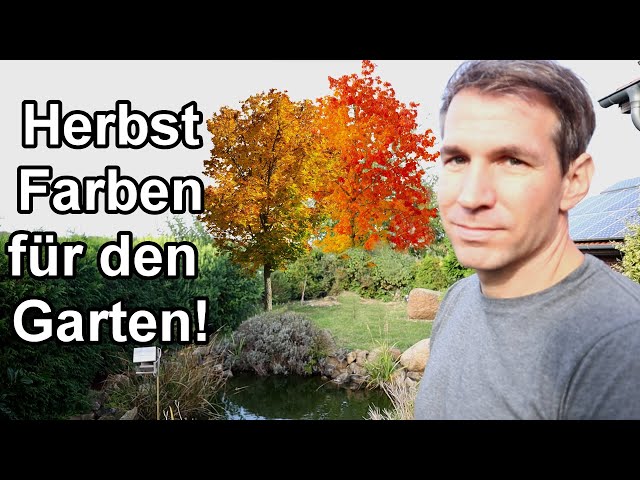 Pflanze & Sträucher mit besonders schöner bunter Herbstfärbung für deinen Garten!