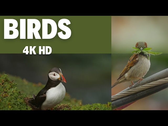 4k ultra hd  Birds of world natural film with with sound effect Colorful birds v#8