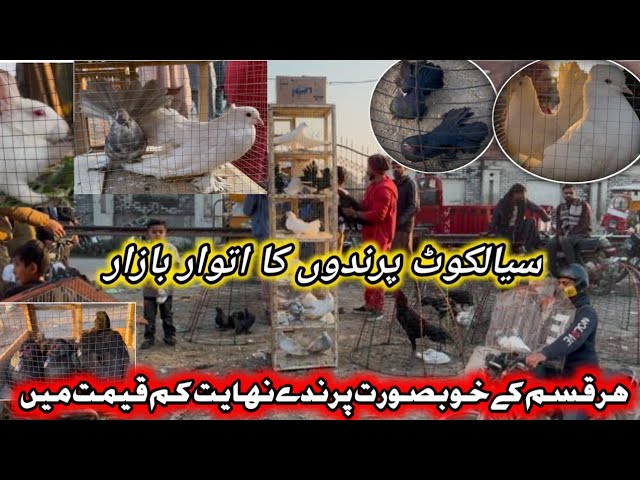 Parindon ka Itwar Bazar 2025 Sialkot || Sunday bird market vlogs | City Sialkot welamalik vlogs