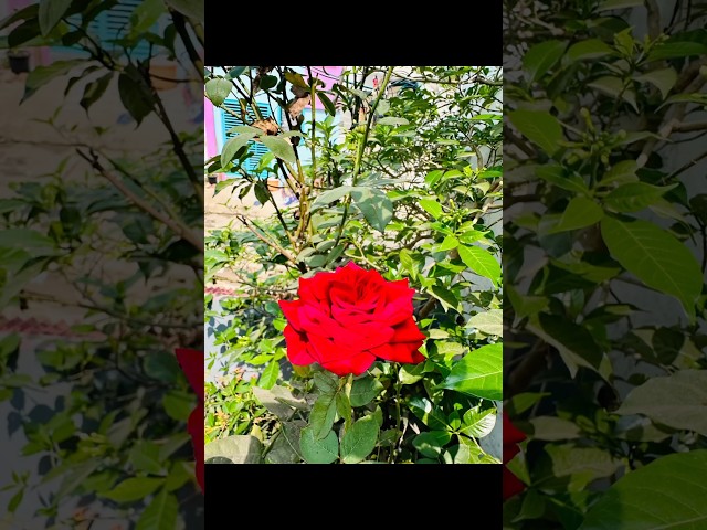 Beautiful Home Garden with Roses & Kanakambaram 🌹✨ #deepthivlogs