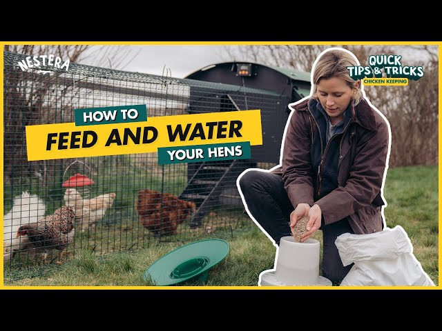 What you need to feed and water your hens