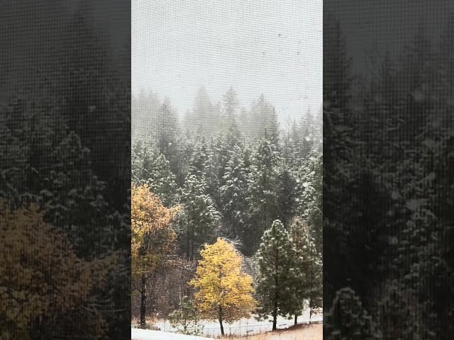 Relaxing Nature Scenery - Snow Falling ASMR (4K UltraHD)