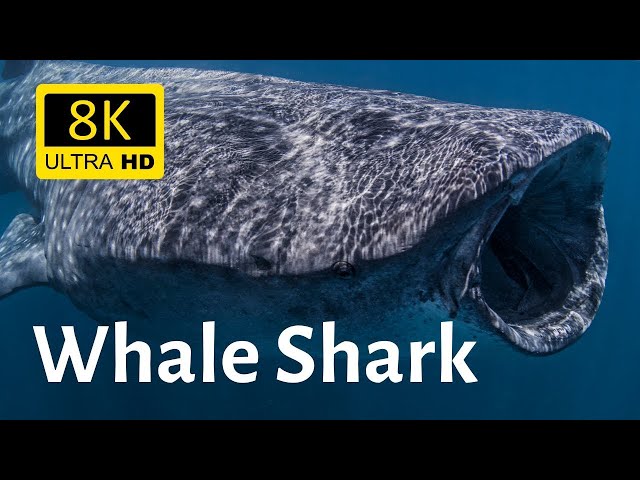 OCEAN ANIMAL ADVENTURES 60FPS 8K ULTRA HD