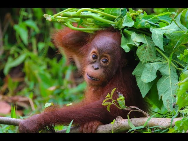 Forest School for Orangutans