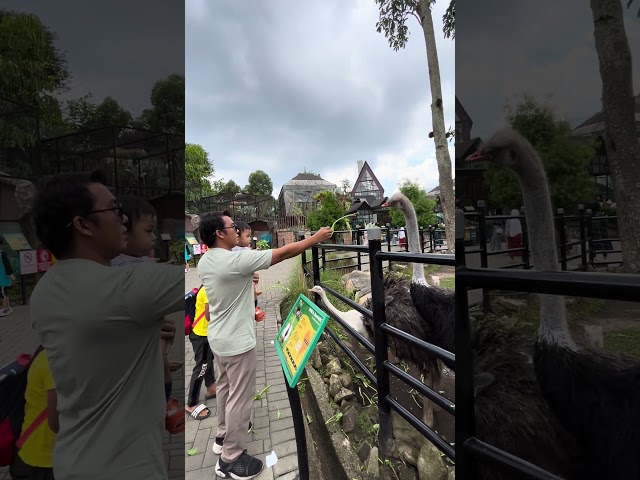 feeding Animal | burung unta #zoo