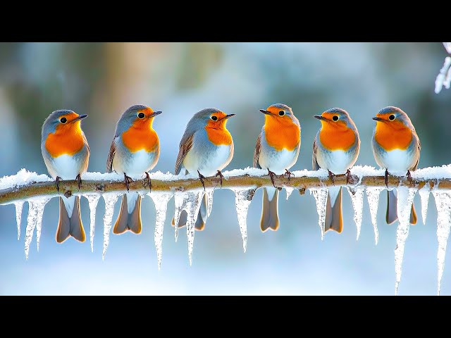 Stunning Winter Birdscapes ~ Explore the Majestic Beauty of Wild Birds in a Snowy Paradise!