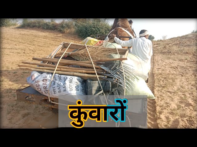 कुंवारों || Rakiyo Goriyo New Rajasthani Comedy Videos