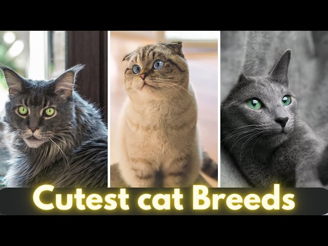 Top 10  Cutest Cat Breeds In The World