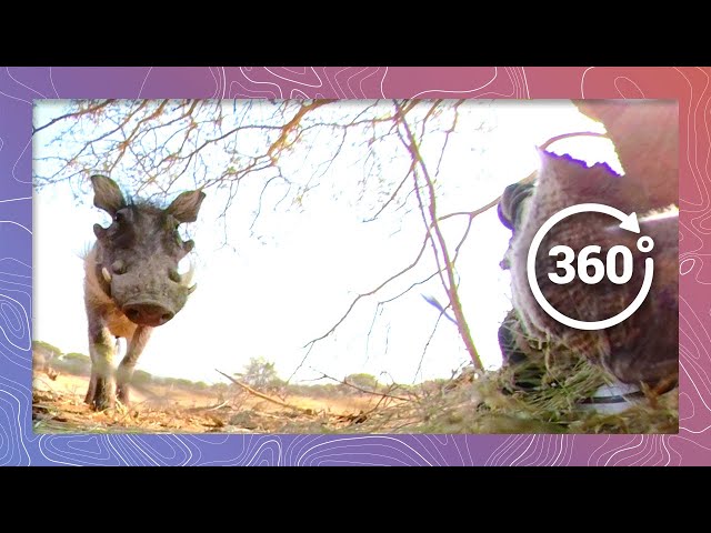 Warthogs Keep a Low Profile for Safety | Wildlife in 360 VR