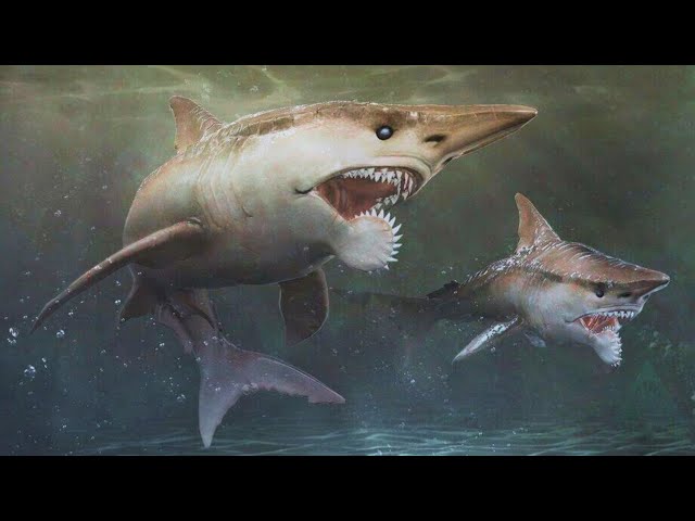 The WEIRDEST Shark You Will Ever See! - Helicoprion